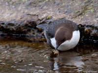 Waterspreeuw / Dipper - Amsterdamse Waterleidingduinen