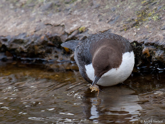 Waterspreeuw / Dipper - Amsterdamse Waterleidingduinen