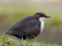 Waterspreeuw / Dipper - Amsterdamse Waterleidingduinen