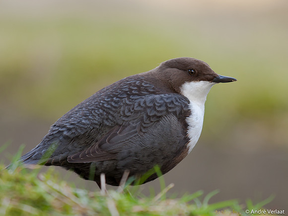 Waterspreeuw / Dipper - Amsterdamse Waterleidingduinen