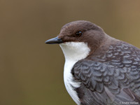 Waterspreeuw / Dipper - Amsterdamse Waterleidingduinen