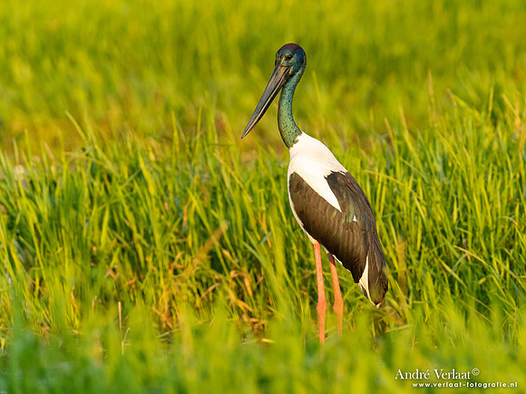 Zwarthalsooievaar / Jabiru - Yellow Waters NT