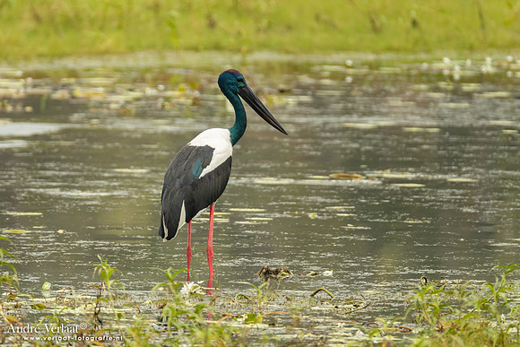 Zwarthalsooievaar / Jabiru - Leaning Tree Lagoon NT