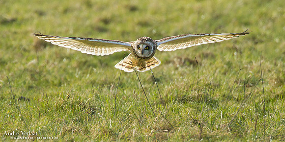 Velduil / Short-eared Owl - Lauwersoog