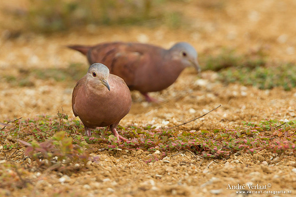 Steenduif / Ruddy Ground Dove - Peperpot