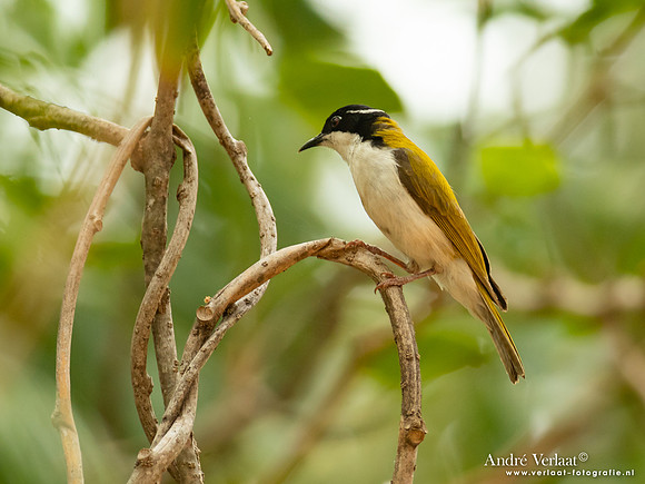 Witkinhoningeter / White-throated Honeyeater - Corroboree Park Tavern NT