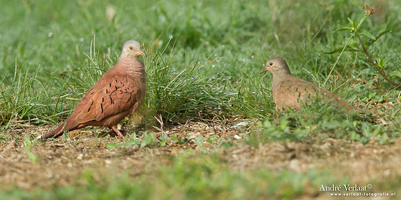 Steenduif / Ruddy Ground Dove - Peperpot