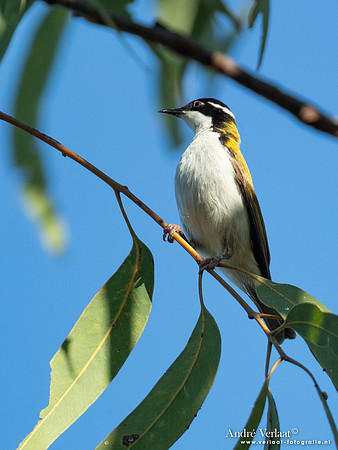 Witkinhoningeter / White-throated Honeyeater - Jabiru NT