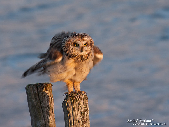 Velduil / Short-eared Owl - Burghsluis