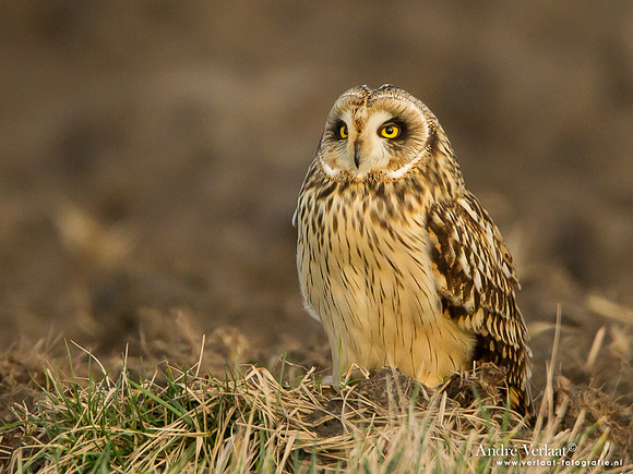 Velduil / Short-eared Owl - Zevenhuizen