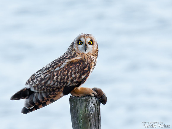Velduil / Short-eared Owl - Burghsluis