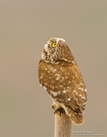 Steenuil / Little Owl - Lesvos