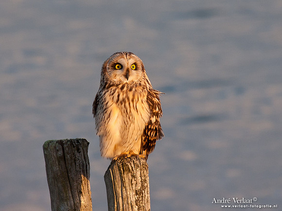 Velduil / Short-eared Owl - Burghsluis