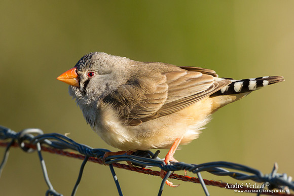 Zebravink / Zebra Finch - Highfields