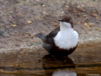 Waterspreeuw / Dipper - Amsterdamse Waterleidingduinen