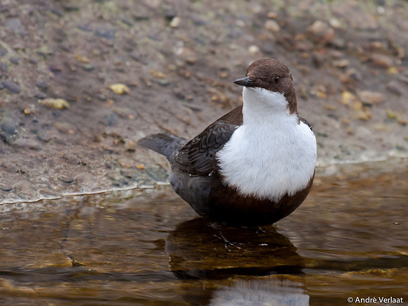 Waterspreeuw / Dipper - Amsterdamse Waterleidingduinen