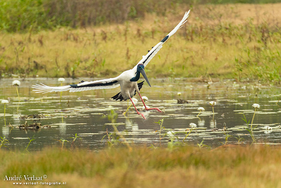 Zwarthalsooievaar / Jabiru - Leaning Tree Lagoon NT