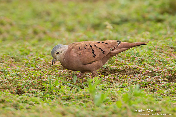 Steenduif / Ruddy Ground Dove - Peperpot