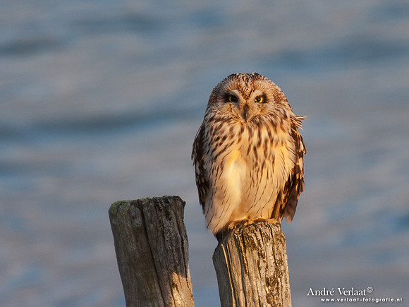 Velduil / Short-eared Owl - Burghsluis