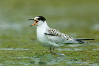 Witwangstern / Whiskered Tern