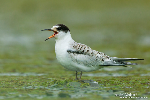 Witwangstern / Whiskered Tern - Hortobagyi Nemzet Park