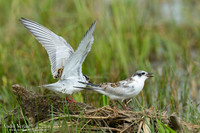 Witwangstern / Whiskered Tern - Hortobagyi Nemzet Park