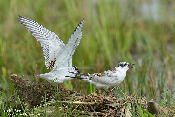 Witwangstern / Whiskered Tern - Hortobagyi Nemzet Park