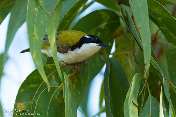 Witkinhoningeter / White-throated Honeyeater - Jabiru NT