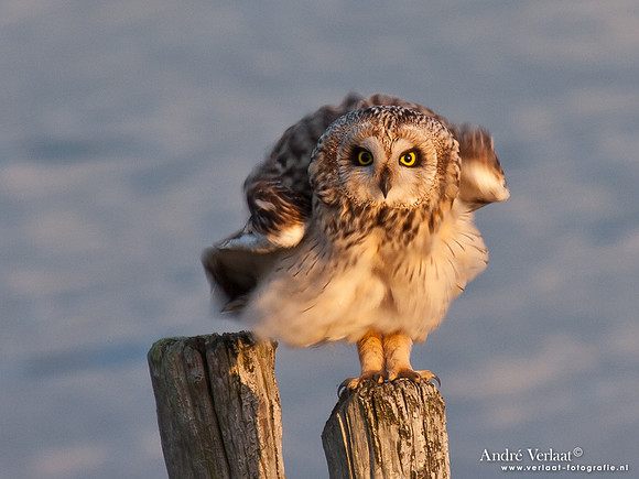 Velduil / Short-eared Owl - Burghsluis
