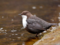 Waterspreeuw / Dipper - Amsterdamse Waterleidingduinen