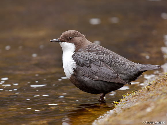 Waterspreeuw / Dipper - Amsterdamse Waterleidingduinen