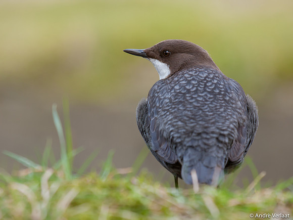 Waterspreeuw / Dipper - Amsterdamse Waterleidingduinen