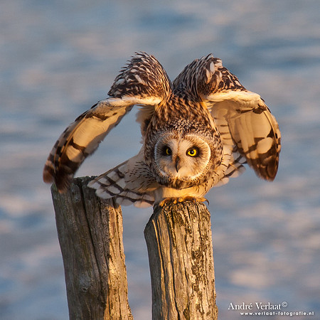 Velduil / Short-eared Owl - Burghsluis