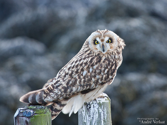 Velduil / Short-eared Owl - Burghsluis