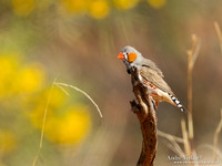 Zebravink / Zebra Finch - Highfields