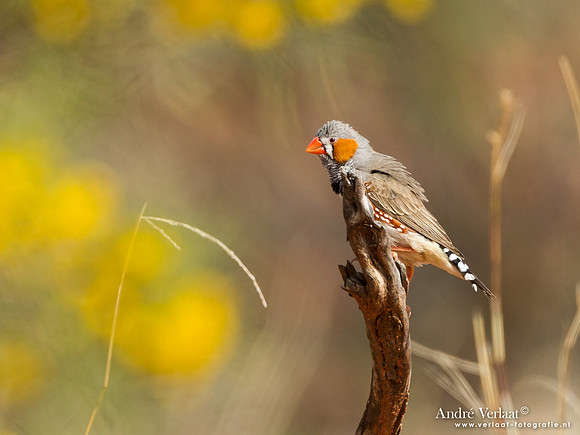 Zebravink / Zebra Finch - Highfields