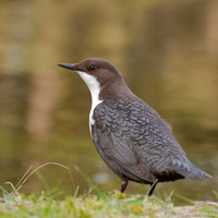 Waterspreeuw / Dipper - Amsterdamse Waterleidingduinen