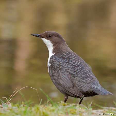 Waterspreeuw / Dipper - Amsterdamse Waterleidingduinen