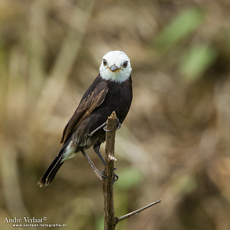 Witkopwatertiran / White-headed Marsh Tyrant - Peperpot