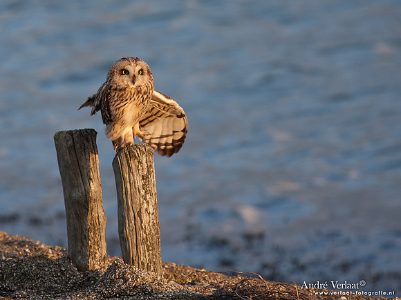 Velduil / Short-eared Owl - Burghsluis