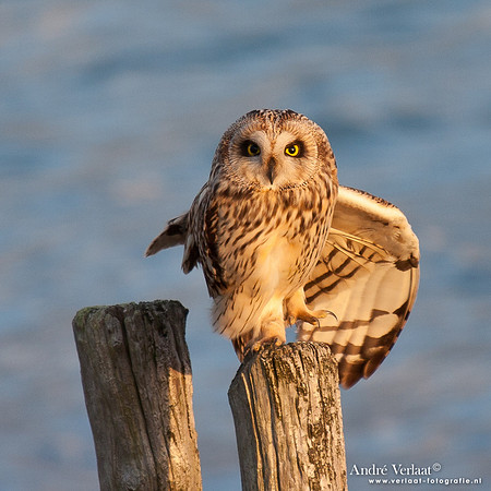 Velduil / Short-eared Owl - Burghsluis