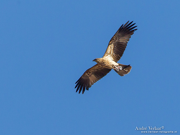 Wigstaartwouw / Whistling Kite - Bowra Sanctuary
