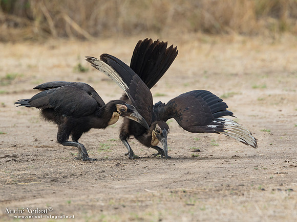 Zuidelijke Hoornraaf / Ground Hornbill - South Luangwa NP