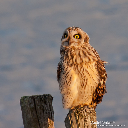 Velduil / Short-eared Owl - Burghsluis