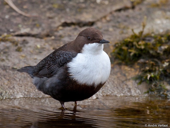 Waterspreeuw / Dipper - Amsterdamse Waterleidingduinen