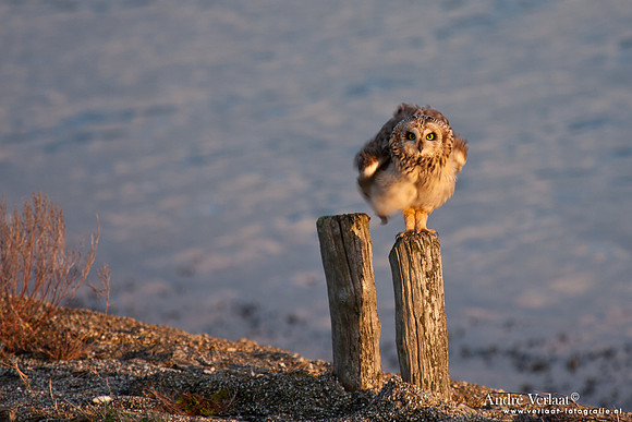 Velduil / Short-eared Owl - Burghsluis