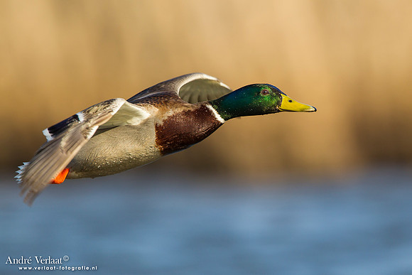Wilde Eend / Mallard - Den Oever