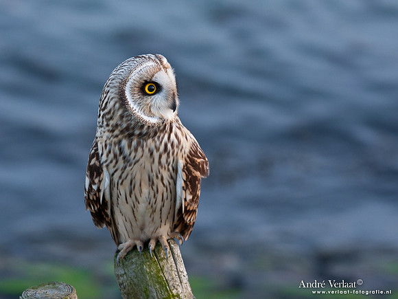 Velduil / Short-eared Owl - Burghsluis