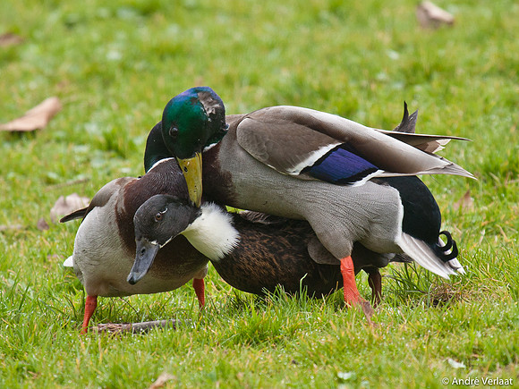 Wilde Eend / Mallard - Enkhuizen