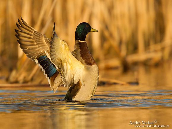 Wilde Eend / Mallard - Den Oever